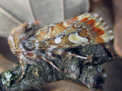 Panolis flammea