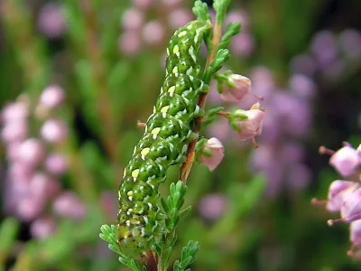 Anarta (Anarta) myrtilli