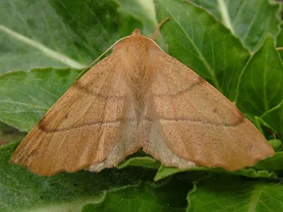 Colotois pennaria