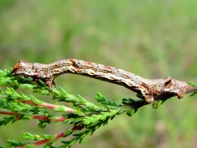 Ectropis crepuscularia