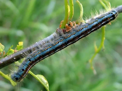 Malacosoma (Clisiocampa) neustria