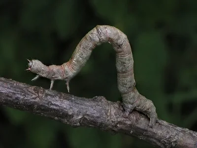 Ennomos (Ennomos) quercinaria