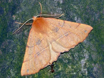 Colotois pennaria