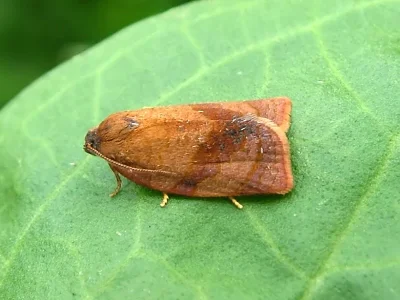 Cacoecimorpha pronubana