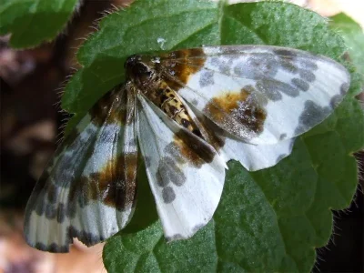 Abraxas (Calospilos) sylvata