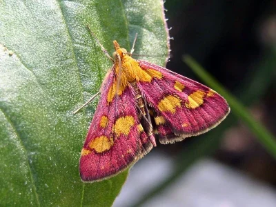 Pyrausta purpuralis