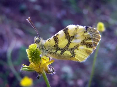 Anthocharis (Anthocharis) euphenoides