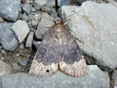 Amphipyra (Amphipyra) perflua