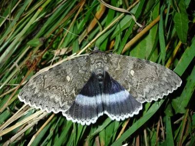 Catocala fraxini
