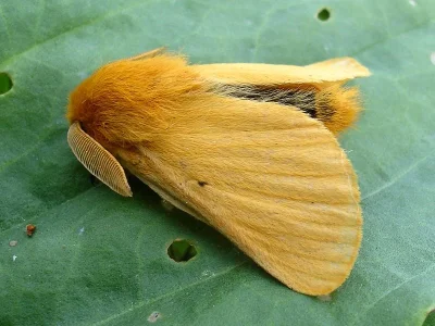 Lemonia taraxaci