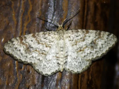 Hydrelia sylvata