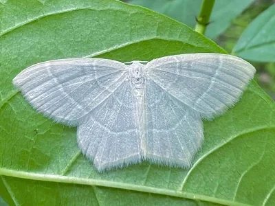 Jodis lactearia