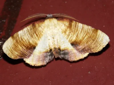Plagodis dolabraria