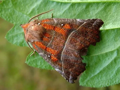 Scoliopteryx libatrix