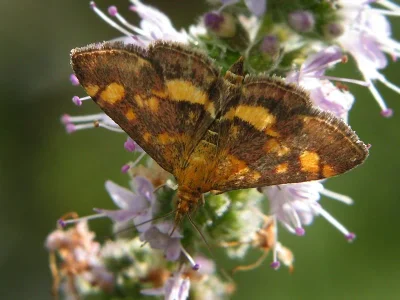 Pyrausta aurata