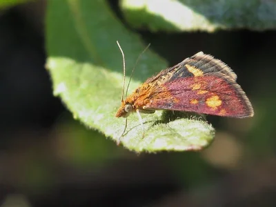 Pyrausta purpuralis