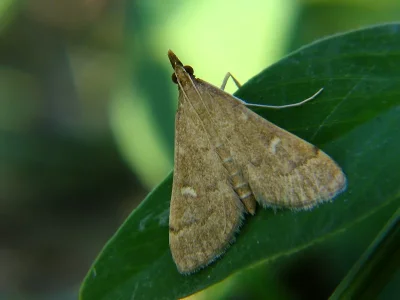 Dolicharthria punctalis