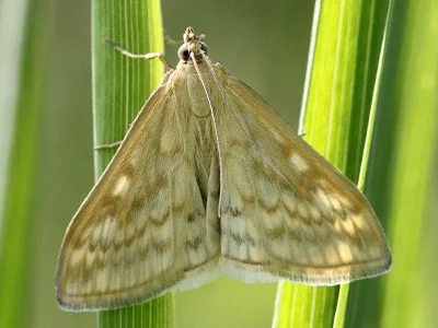 Sitochroa verticalis