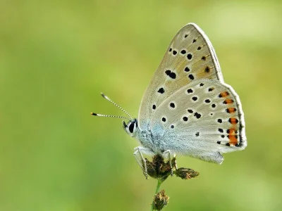 Lycaena (Thersamolycaena) alciphron