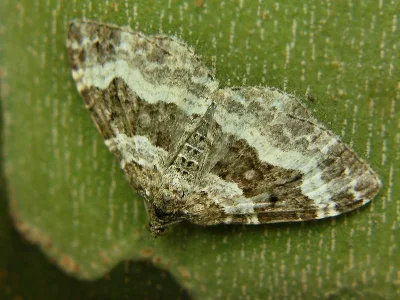 Epirrhoe alternata
