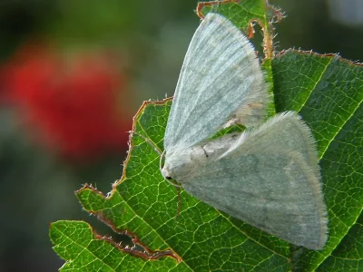 Pseudoterpna pruinata