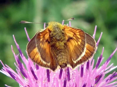 Ochlodes sylvanus