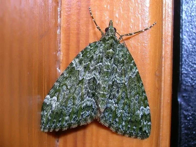 Chloroclysta miata