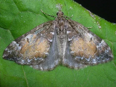 Dysstroma truncata