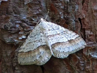 Mesotype parallelolineata