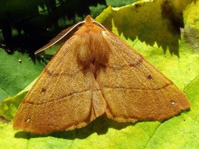 Colotois pennaria