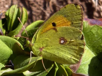 Colias croceus