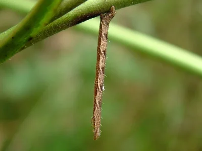 Eupithecia subfuscata
