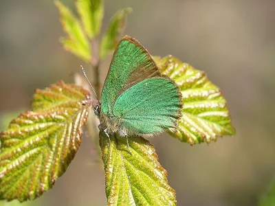Callophrys (Callophrys) rubi