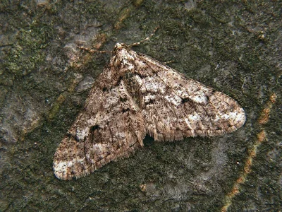 Agriopis leucophaearia