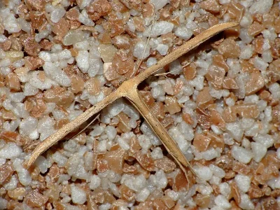 Emmelina monodactyla