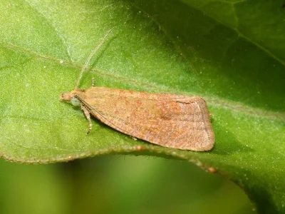 Celypha rufana