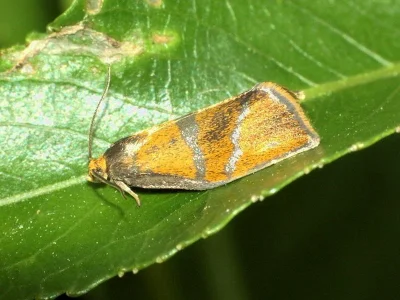 Ptycholoma lecheana