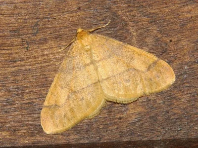 Agriopis aurantiaria