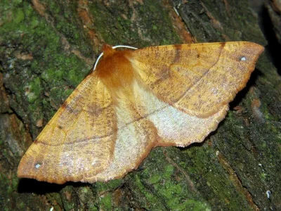 Colotois pennaria