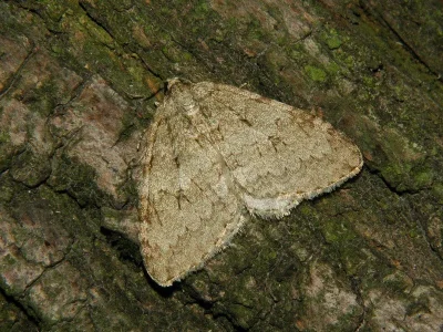 Epirrita autumnata