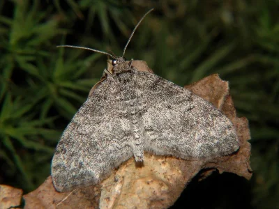 Lobophora halterata