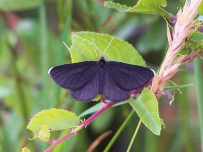 Odezia atrata