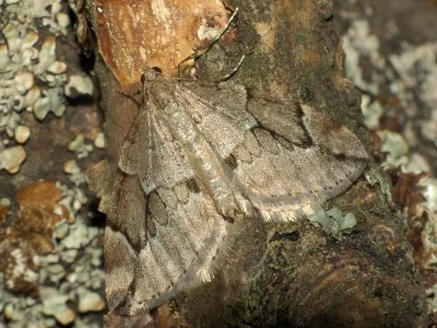 Thera juniperata