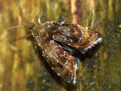 Prochoreutis sehestediana