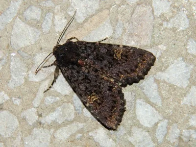 Melanchra persicariae