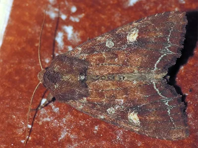 Lacanobia (Diataraxia) oleracea