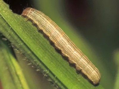 Mythimna (Hyphilare) albipuncta