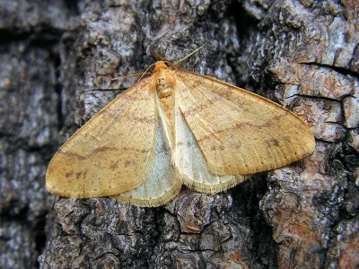 Agriopis aurantiaria