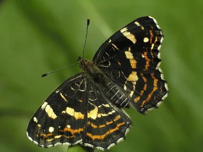 Araschnia levana