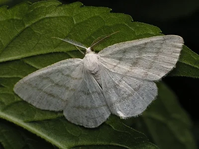 Cabera pusaria